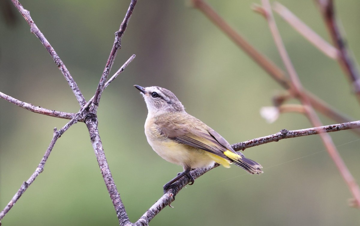 eBird Checklist - 23 Nov 2025 - Bracks Hole Road, Coree - 18 species
