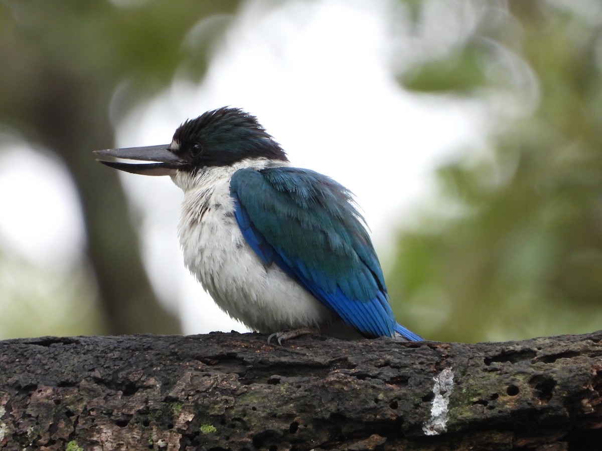 Torresian Kingfisher - ML645706757
