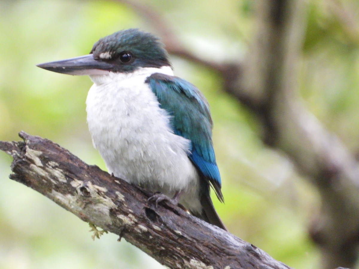 Torresian Kingfisher - ML645706758