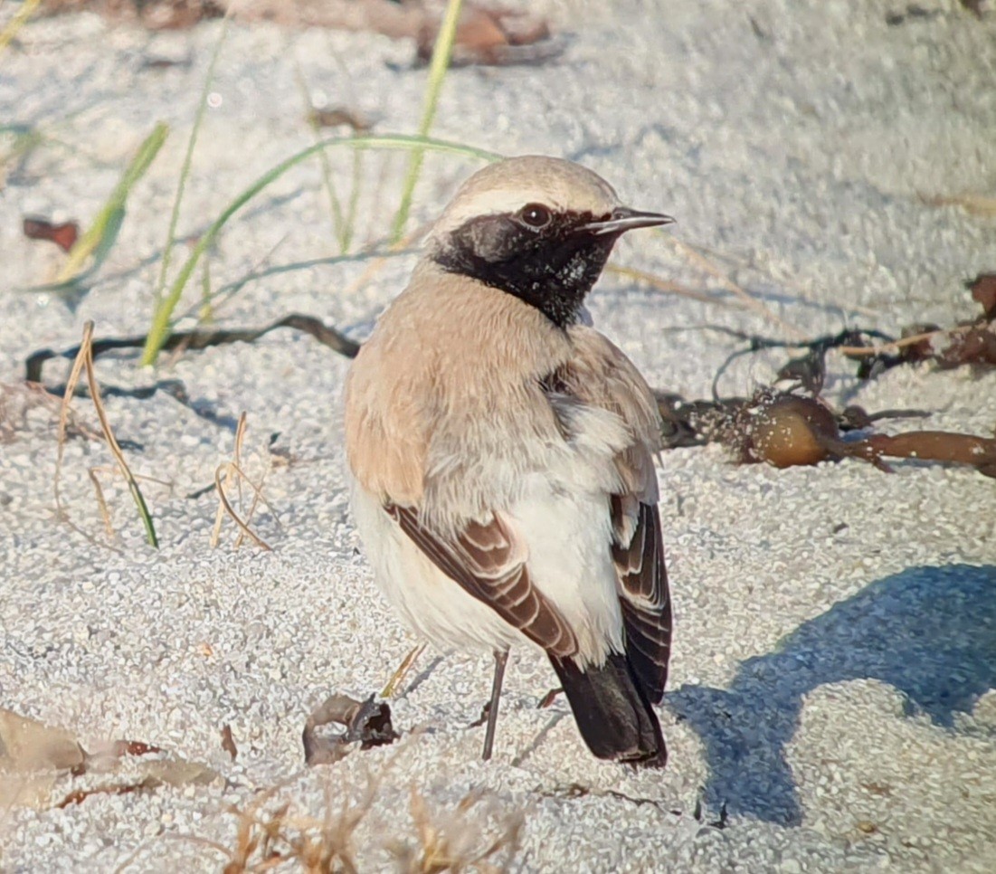 Wüstensteinschmätzer - ML645706778