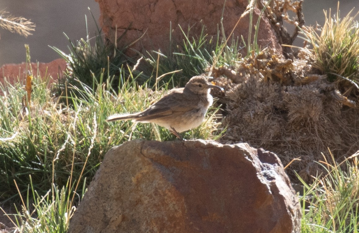 Scale-throated Earthcreeper - ML645706785