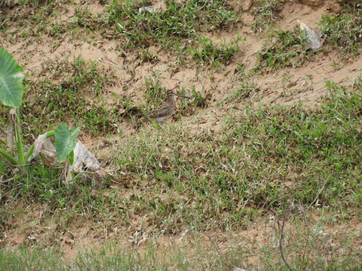 ハリオシギ - ML645706786