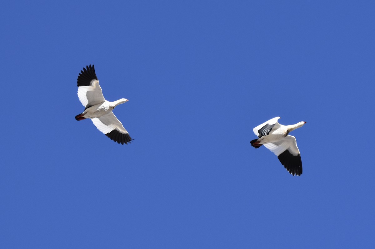 Andean Goose - ML645706793
