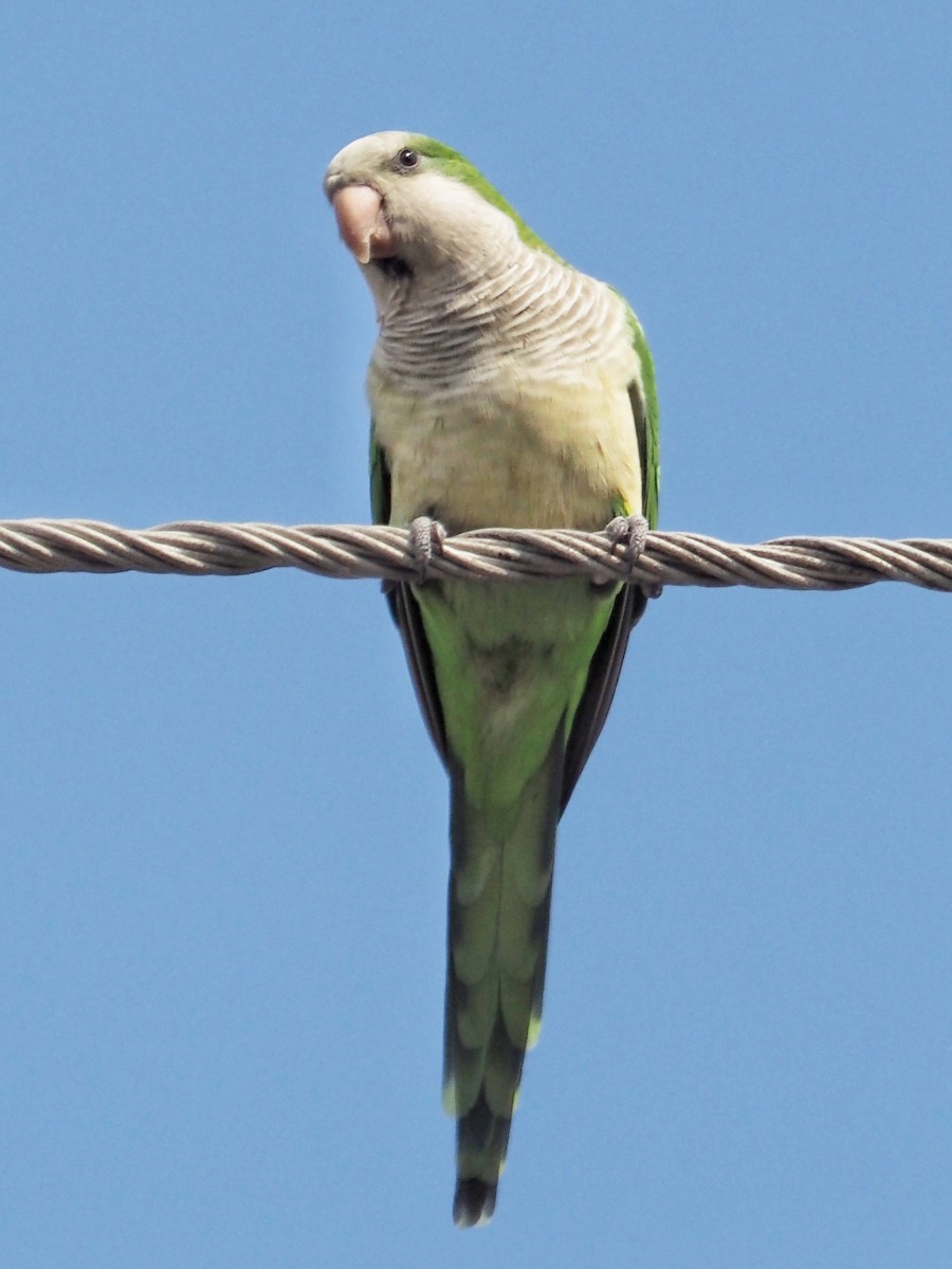 Monk Parakeet - ML645706795