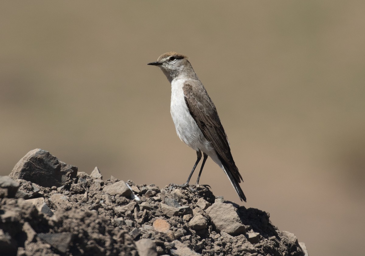 White-browed Ground-Tyrant - ML645706796