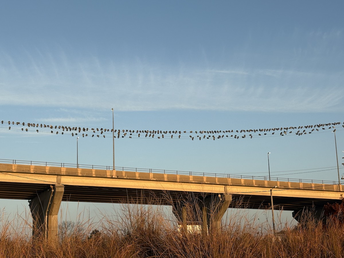 Rock Pigeon (Feral Pigeon) - ML645706800