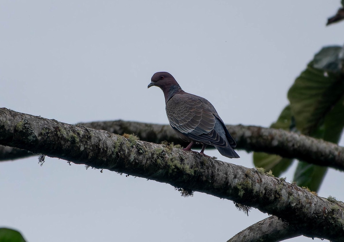 Paloma Picazuró - ML645706801