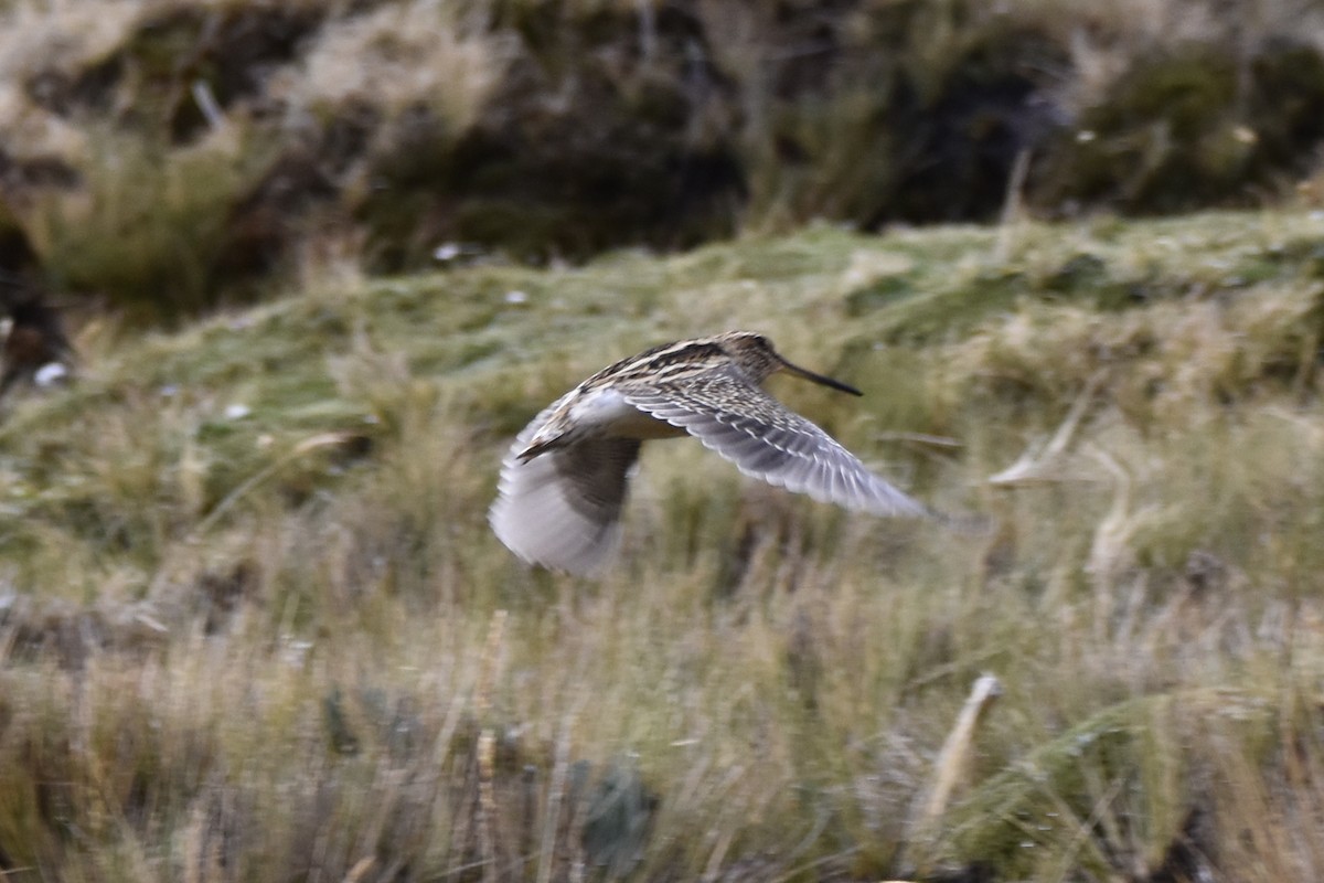 Puna Snipe - ML645706802