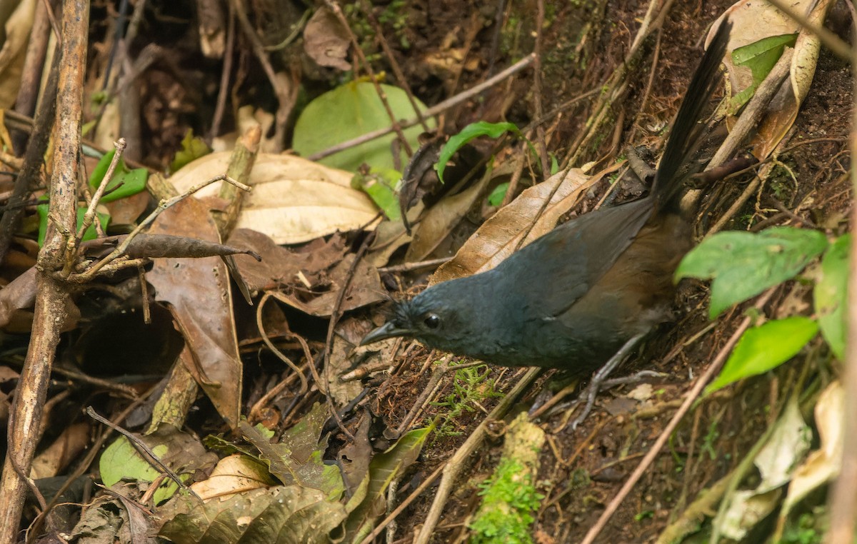 Сизый щетинколоб - ML645706805