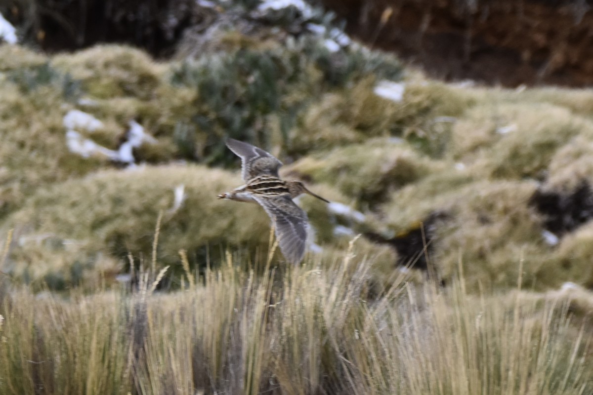 Puna Snipe - ML645706809