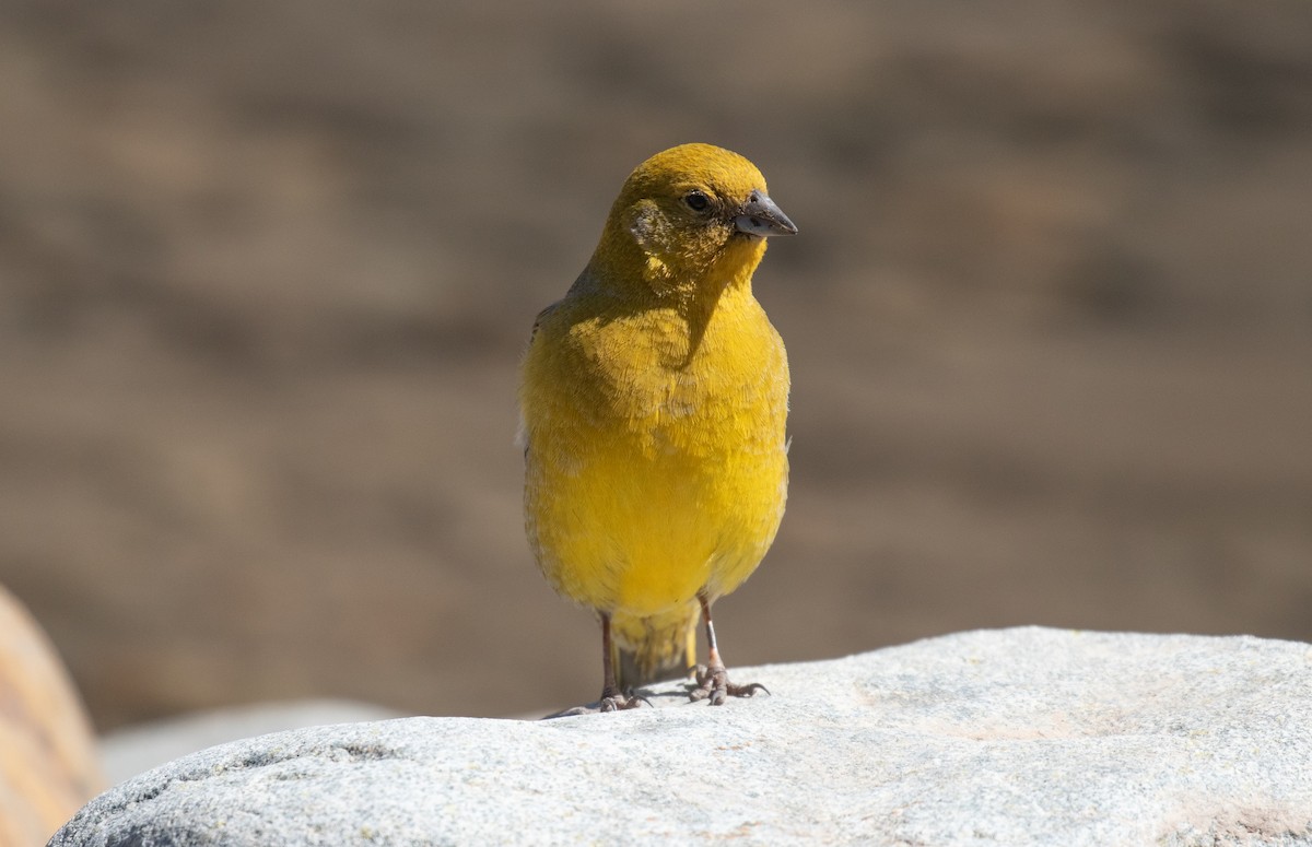 Greater Yellow-Finch - ML645706810