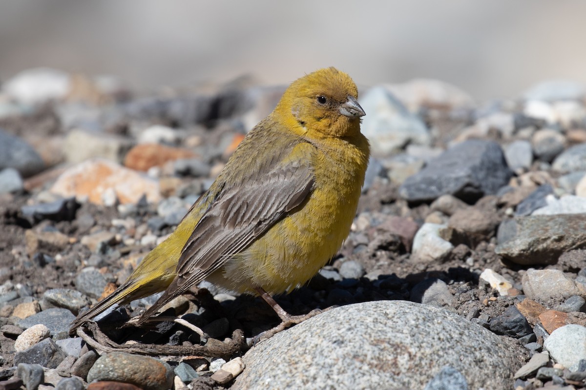 Greater Yellow-Finch - ML645706811