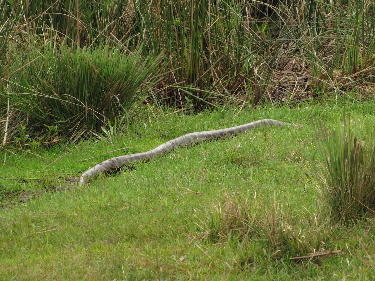 Yellow Anaconda - ML645706816