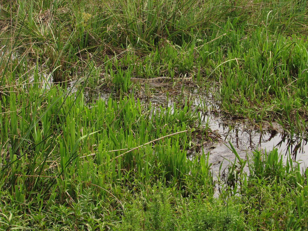 False Water Cobra - ML645706817