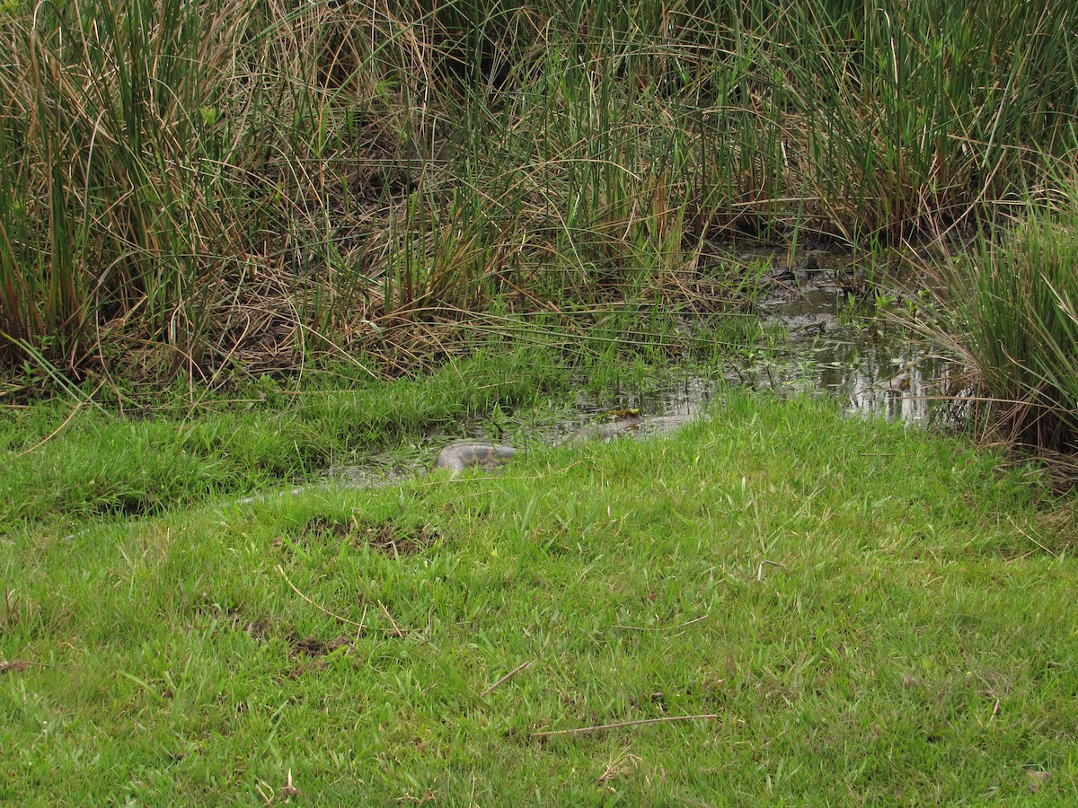 Yellow Anaconda - ML645706818