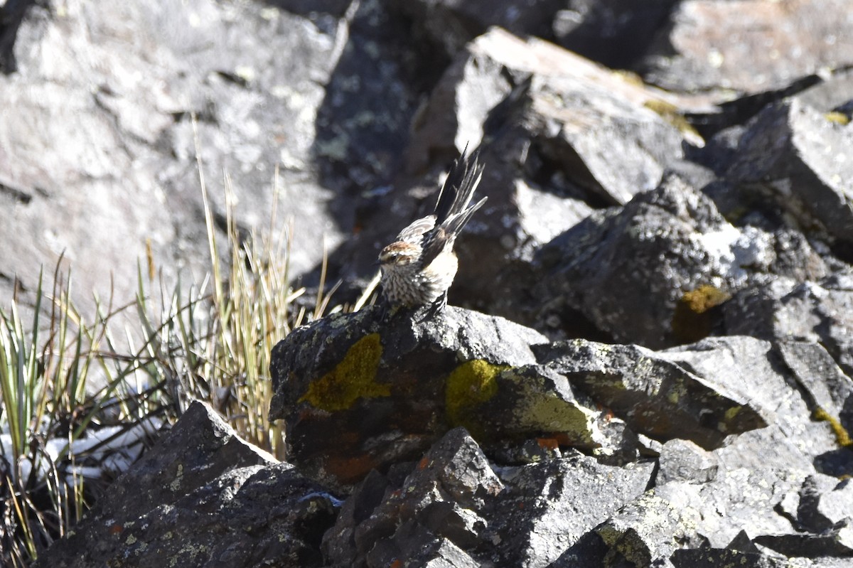 Andean Tit-Spinetail - ML645706821