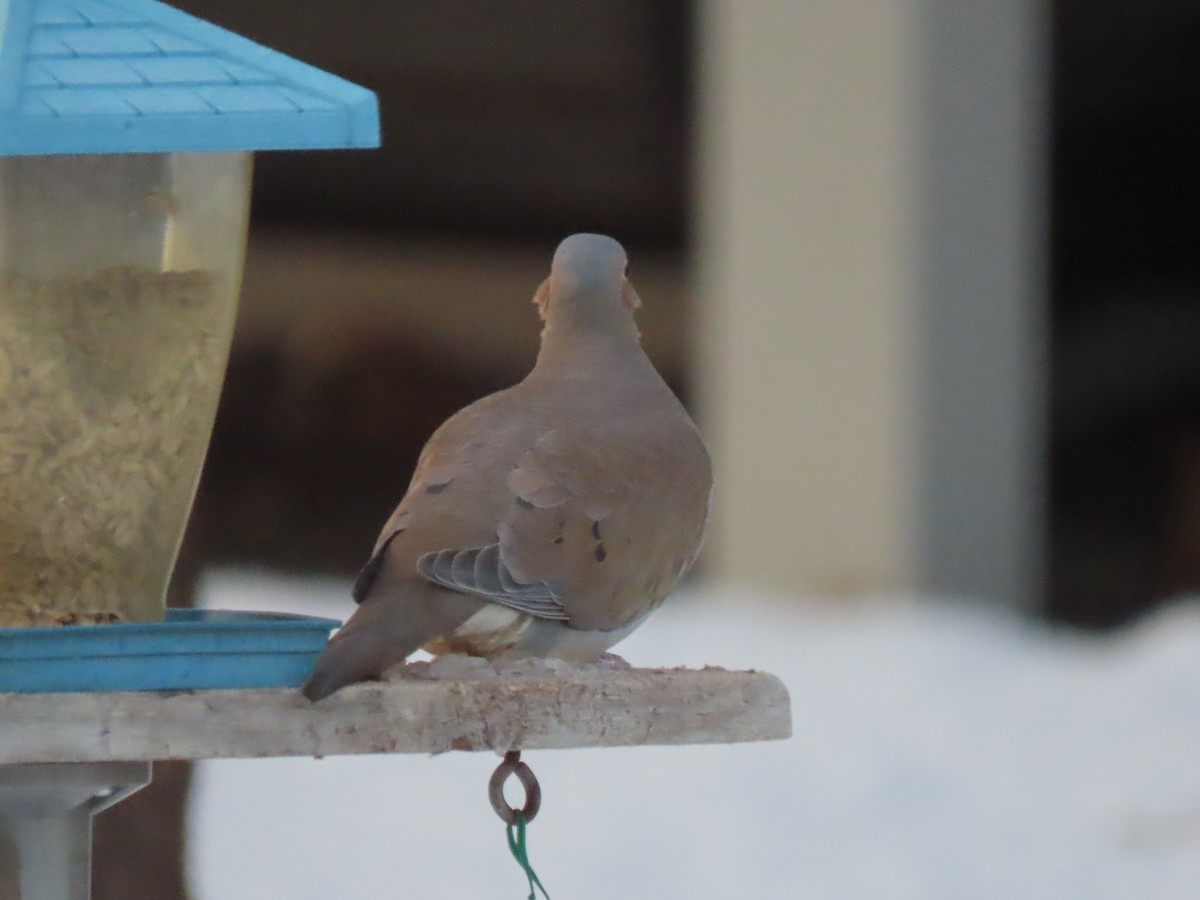 Uzun Kuyruklu Kumru - ML645706822