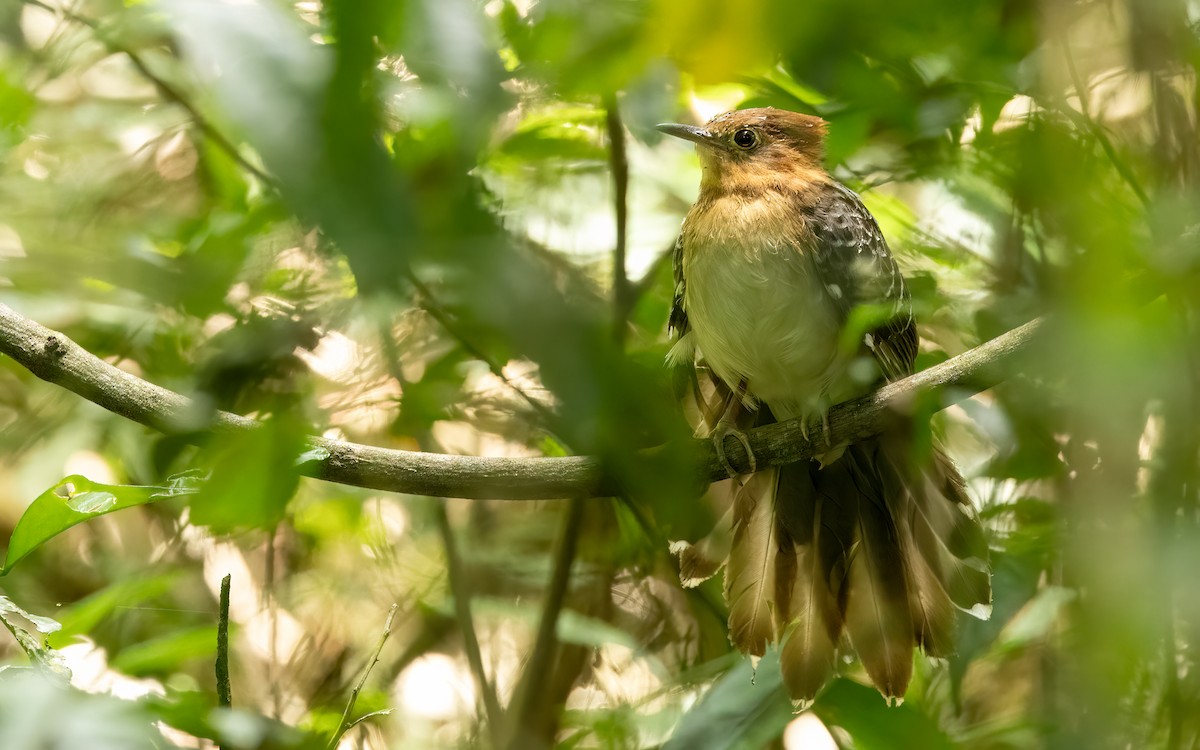 Tavus Guguğu - ML645706823