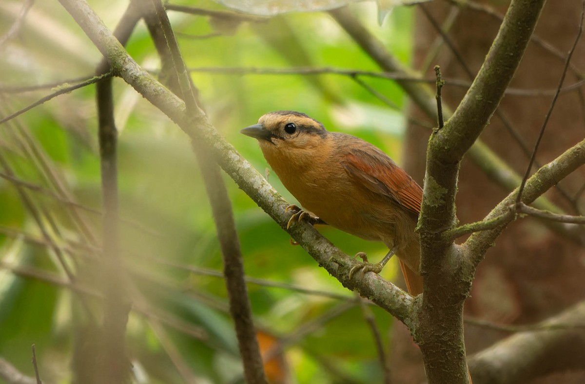 Kızıl Kaşlı Yaprakkarıştıran - ML645706825