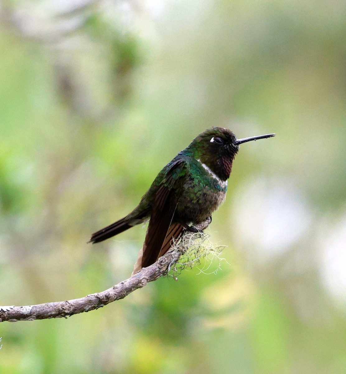 Longuemare Günmeleği - ML645706827