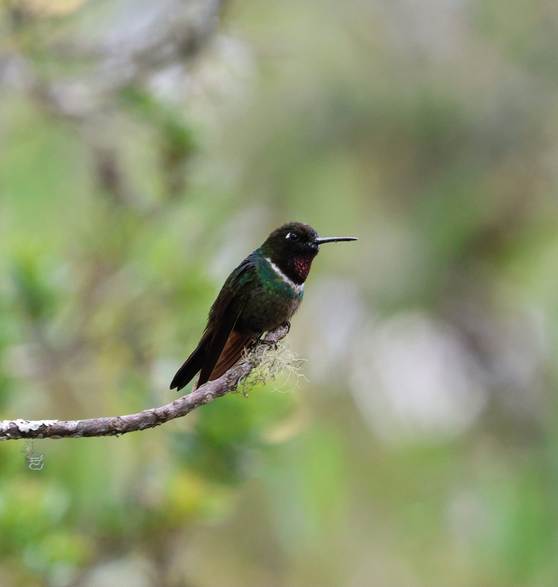 Longuemare Günmeleği - ML645706828