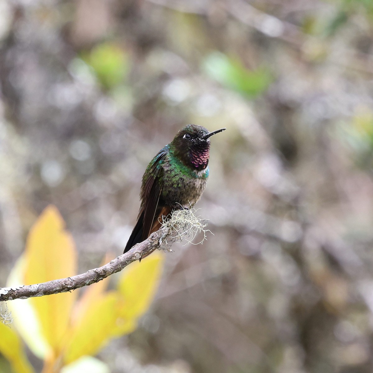 Longuemare Günmeleği - ML645706829