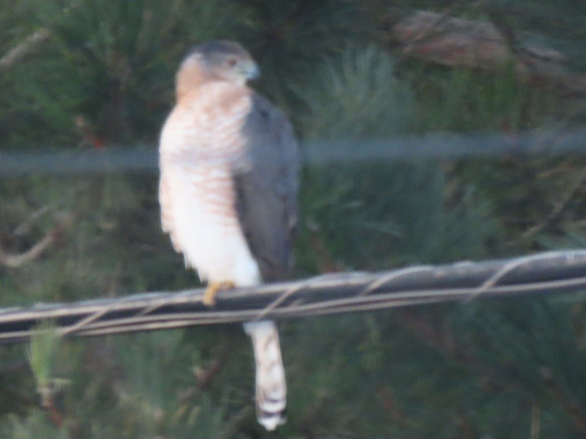 Cooper Atmacası - ML645706830