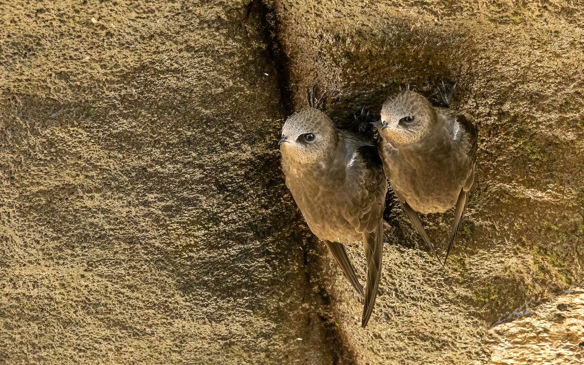 Boz Başlı Ebabil - ML645706831