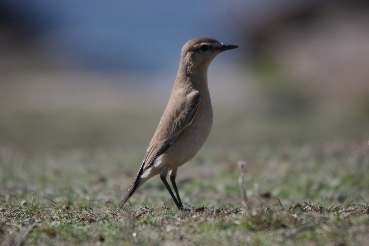 Isabellsteinschmätzer - ML645706833