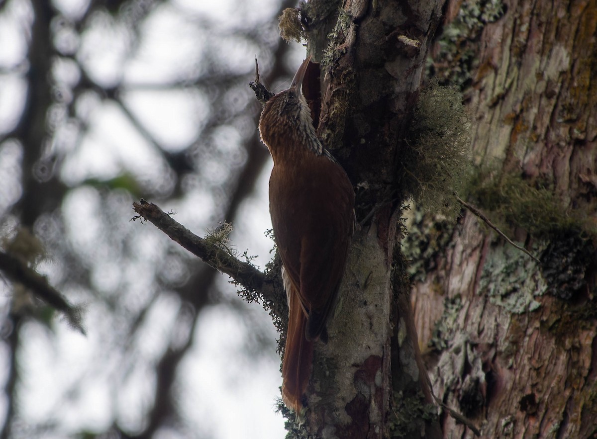 Pullu Tırmaşık (squamatus) - ML645706837