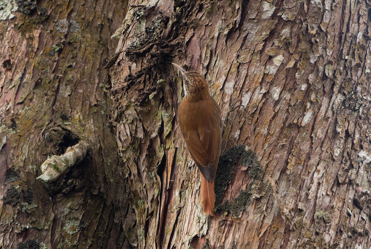 Pullu Tırmaşık (squamatus) - ML645706838