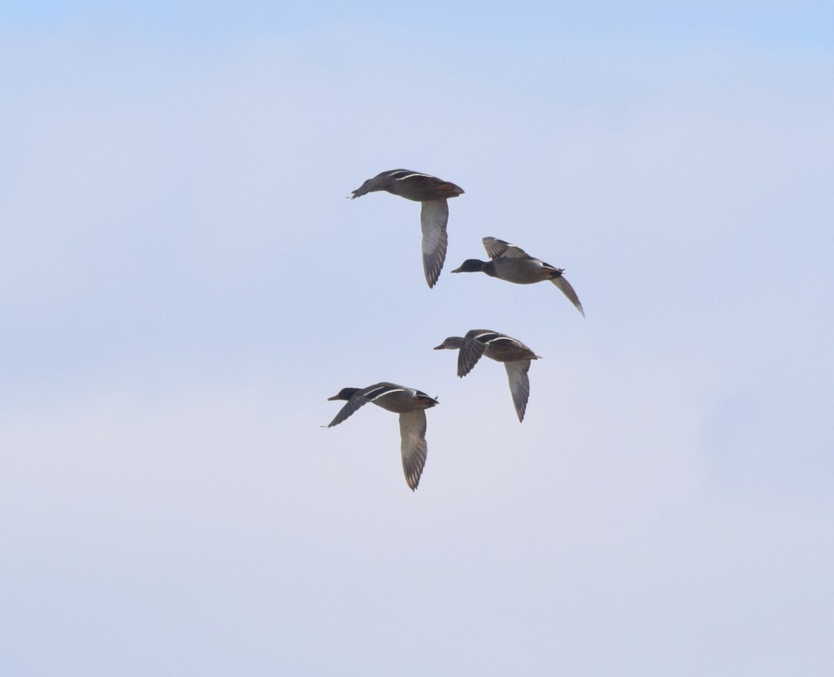 Yeşilbaş - ML645706839