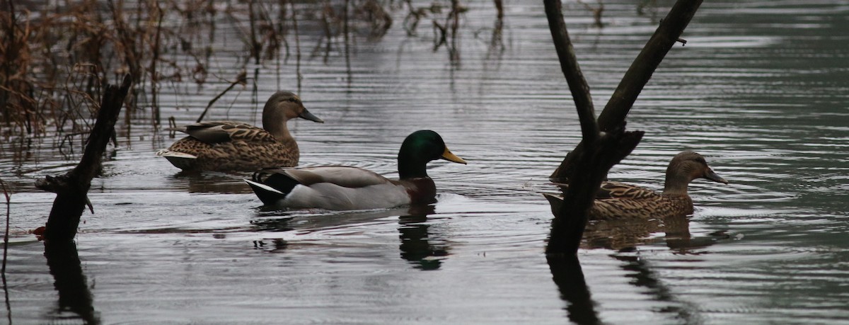 Yeşilbaş - ML645706840