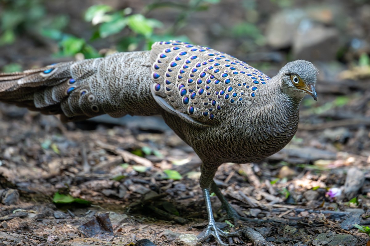 Büyük Tavus Sülünü - ML645706841