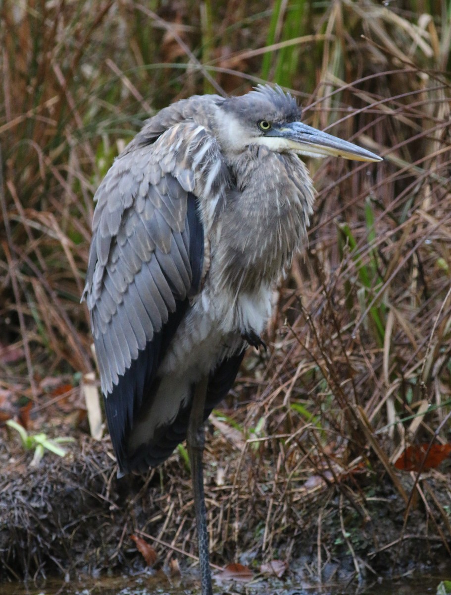 Amerika Gri Balıkçılı - ML645706842