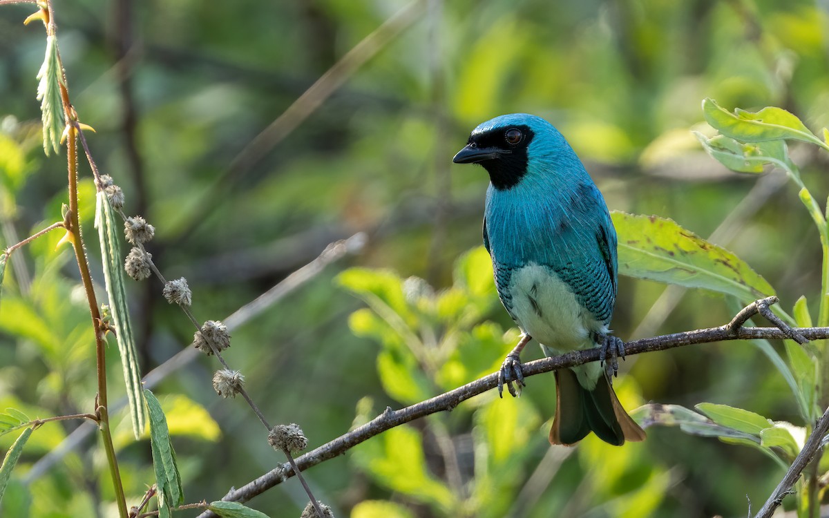 Kırlangıç Tangarası - ML645706843