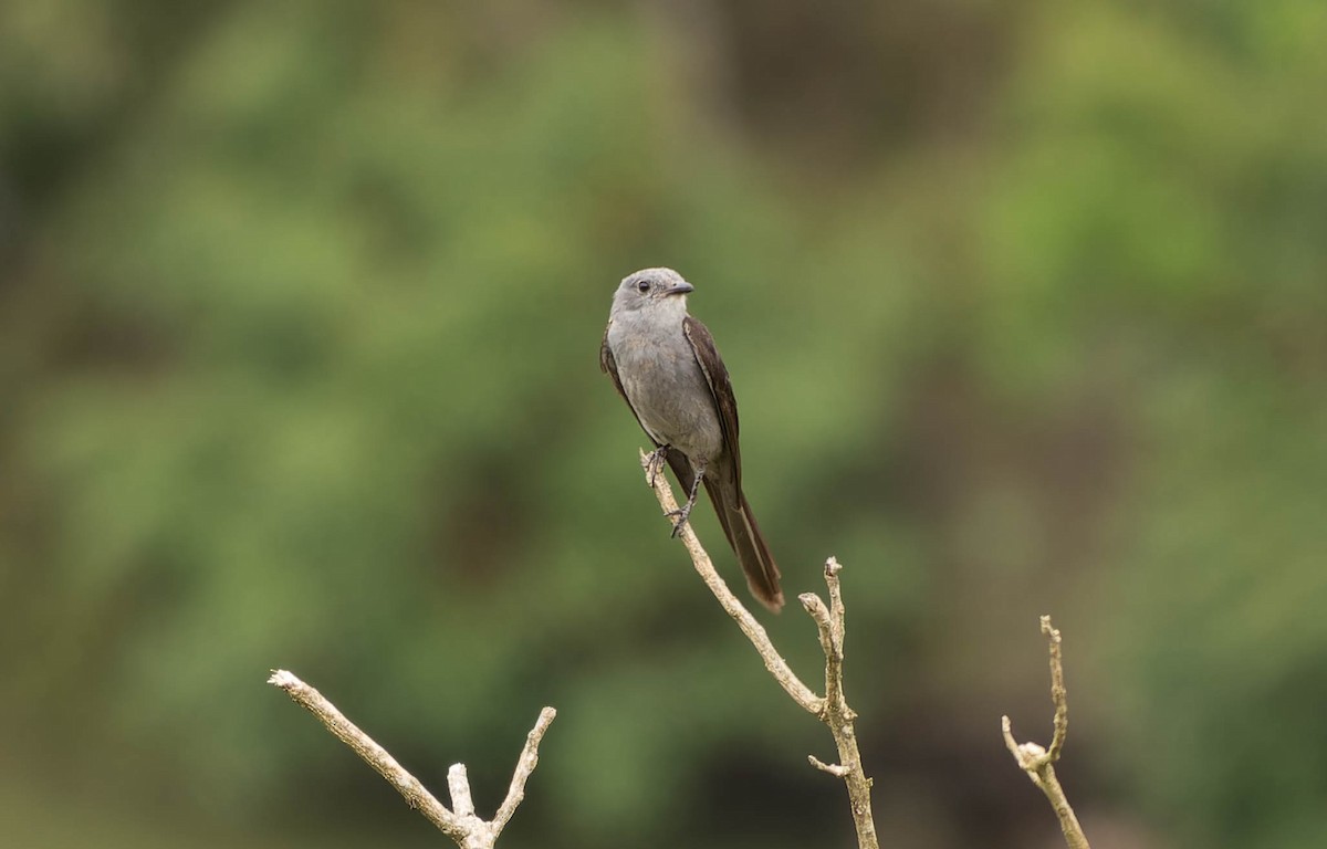 Çatal Kuyruklu Gri Tiran - ML645706845