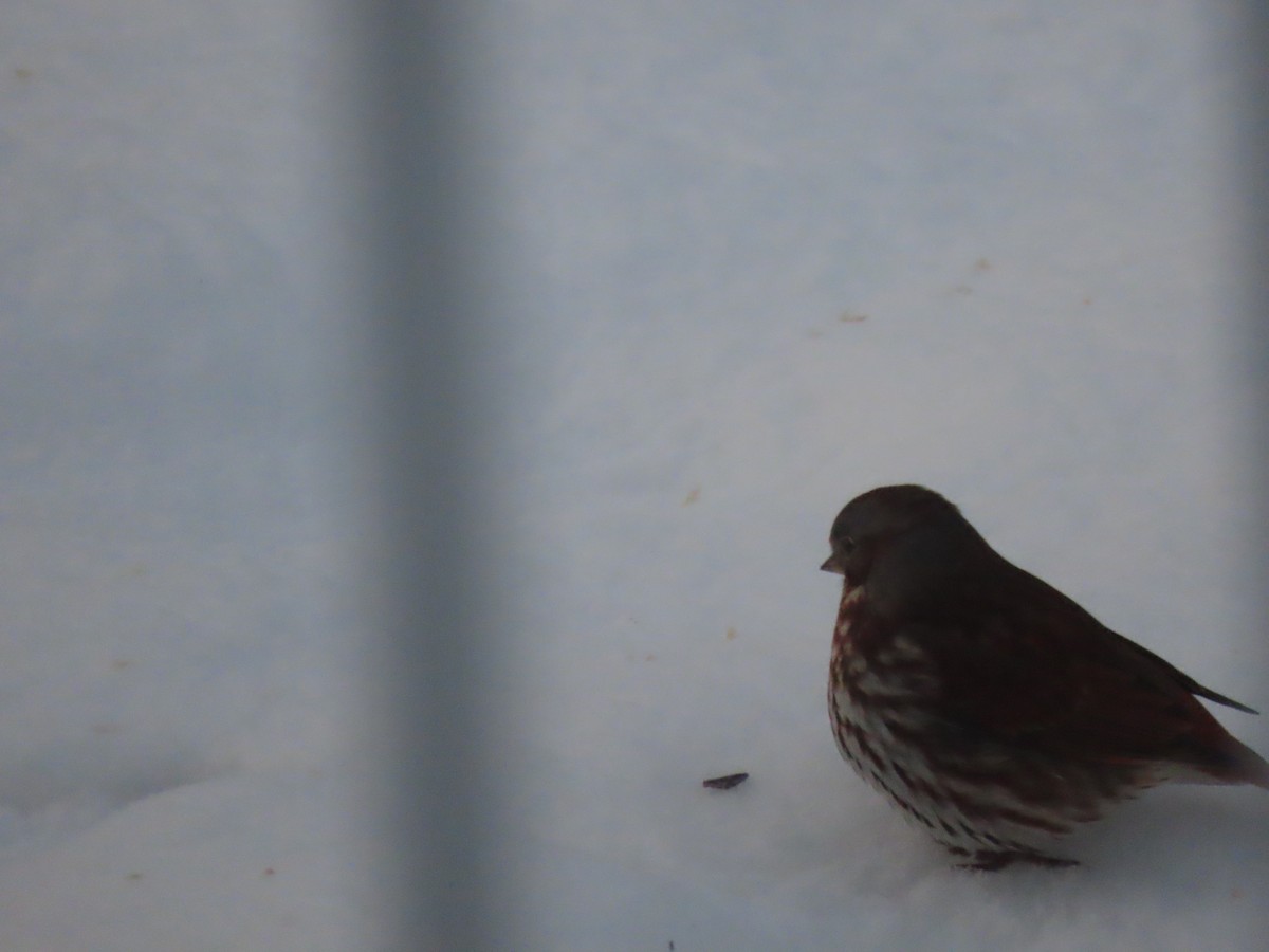 Tilki Renkli Serçe - ML645706846