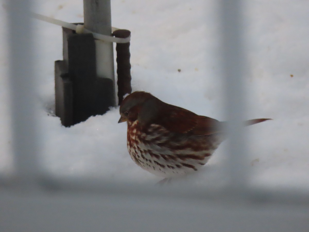 Tilki Renkli Serçe - ML645706847