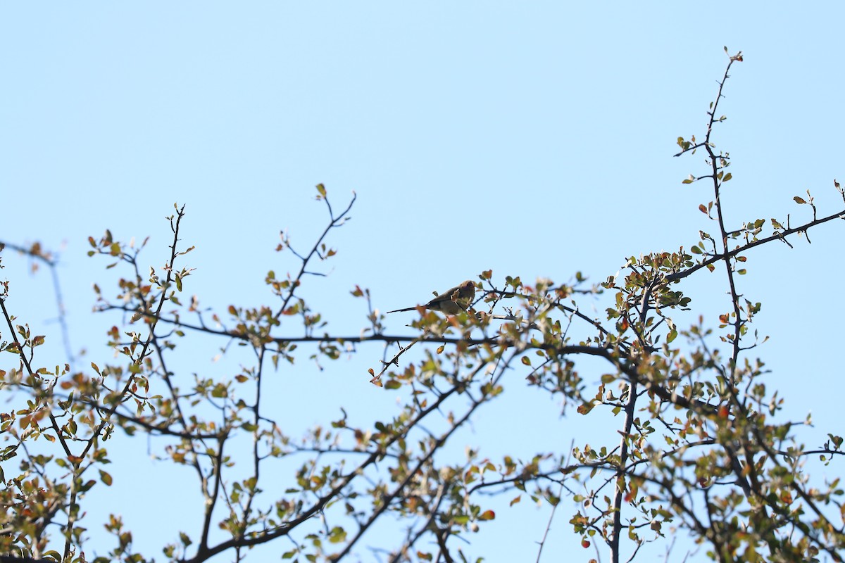 Menekşe Kulaklı Mumgaga - ML645706848