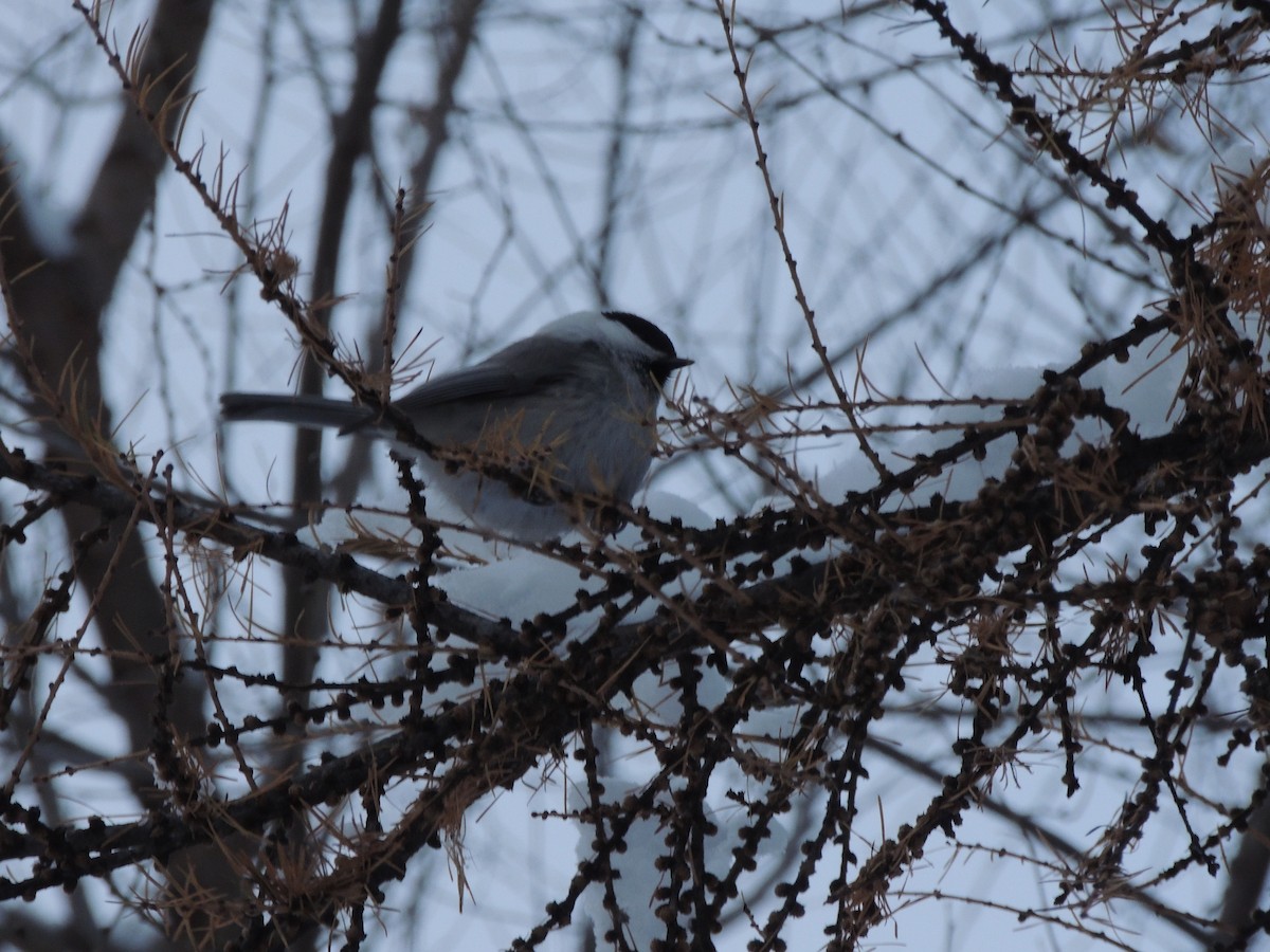 Пухляк - ML645706849