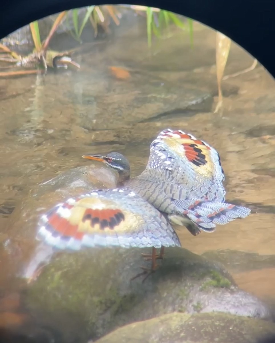 Balabanyelvesi - ML645706850