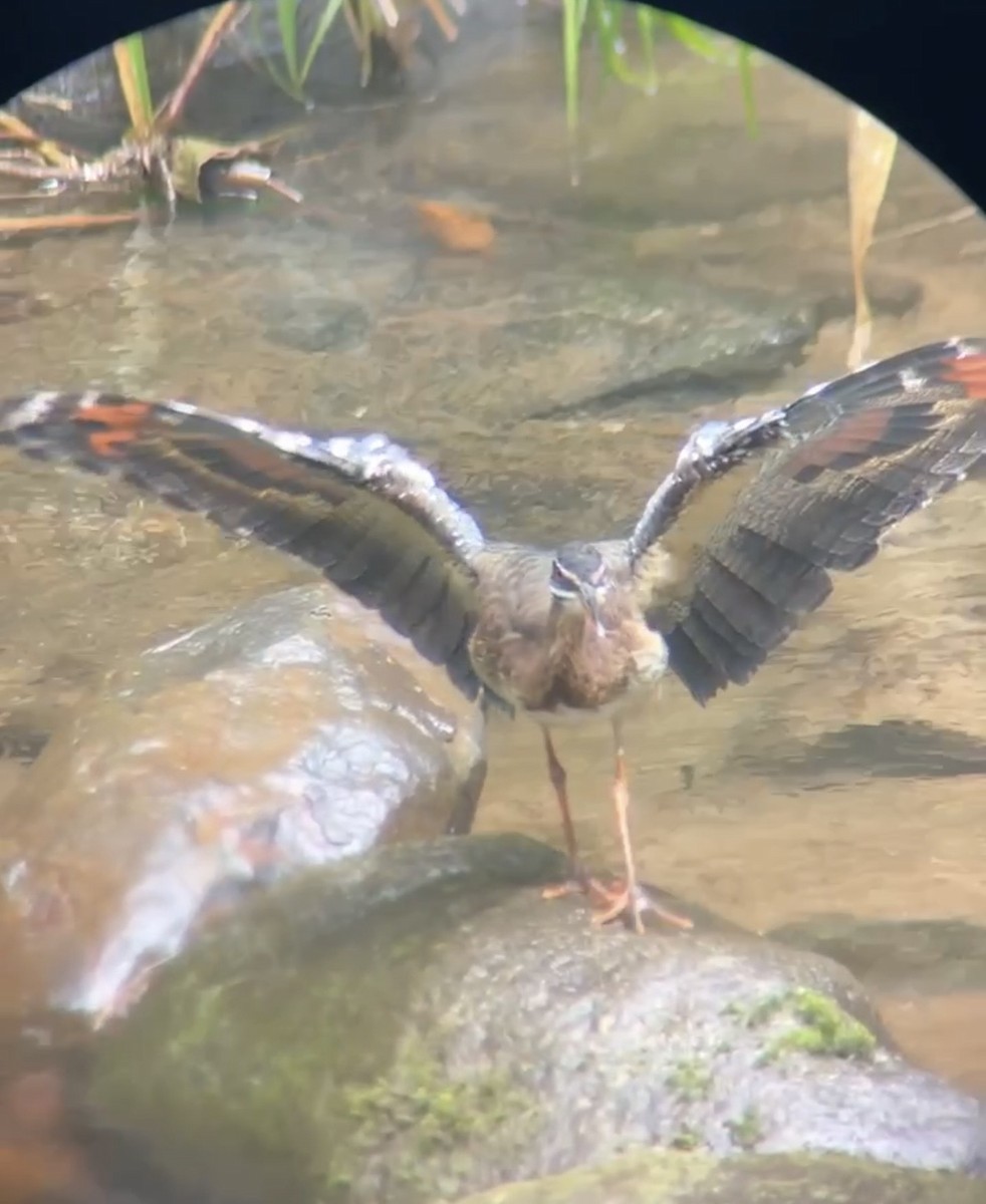 Balabanyelvesi - ML645706851