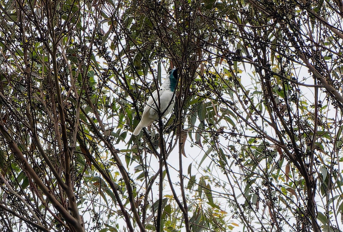 Çıplak Boğazlı Çankuşu - ML645706852