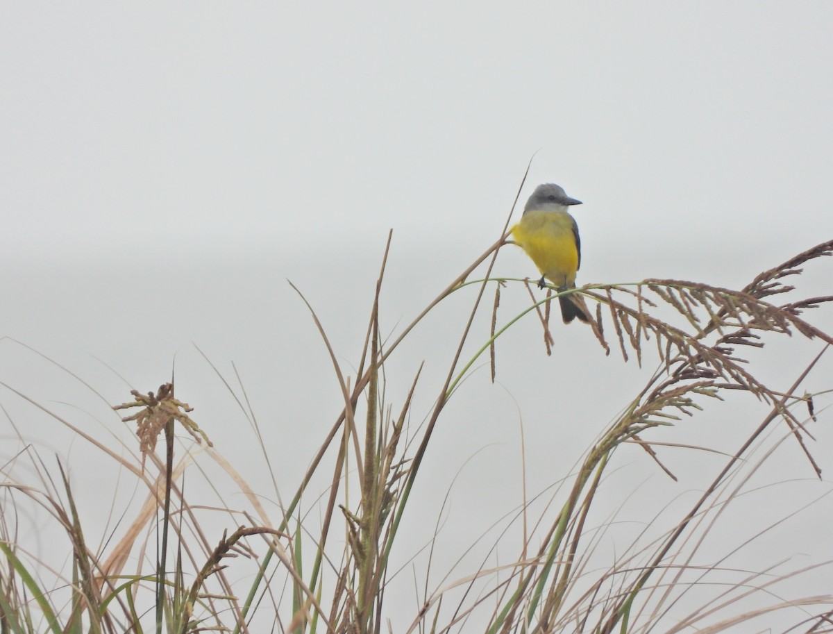 Tropikal Tiran - ML645706853