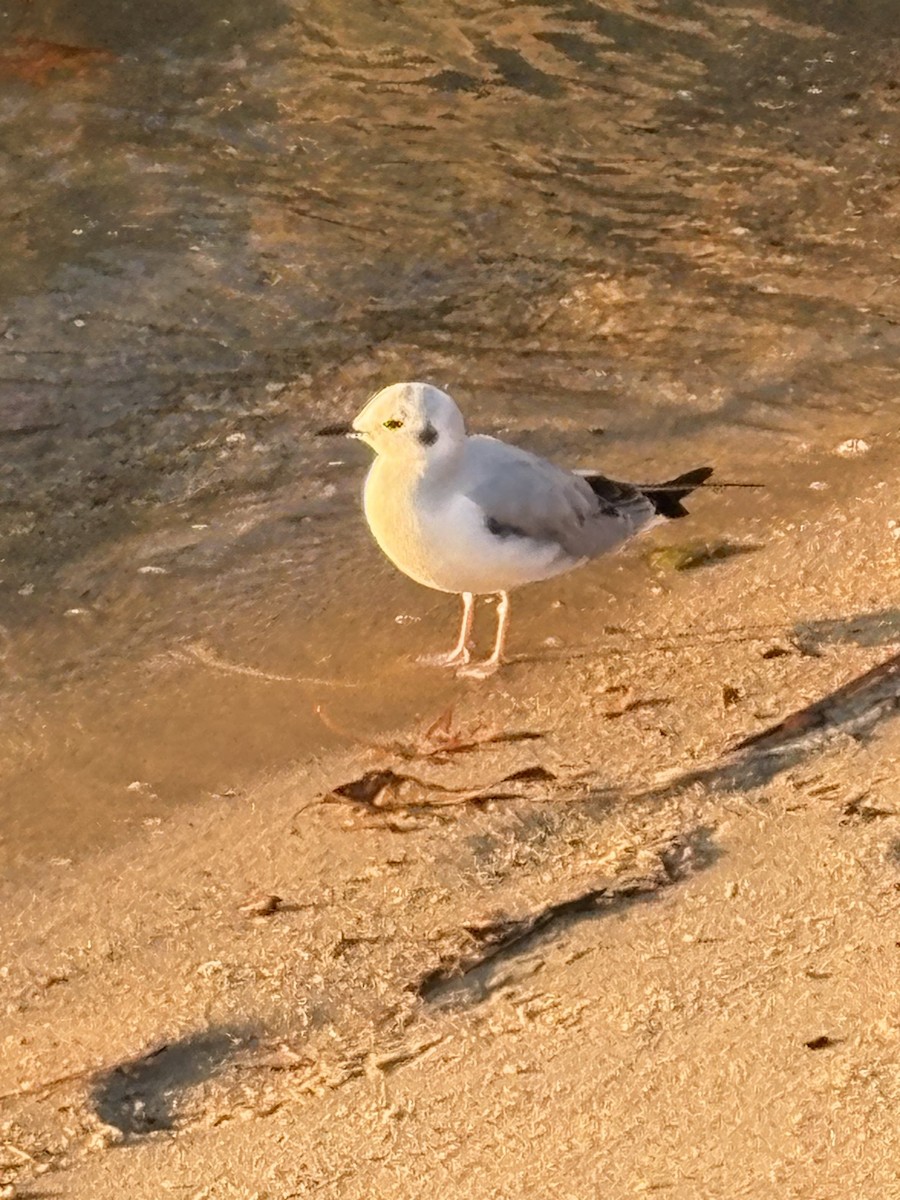 Küçük Karabaş Martı - ML645706854