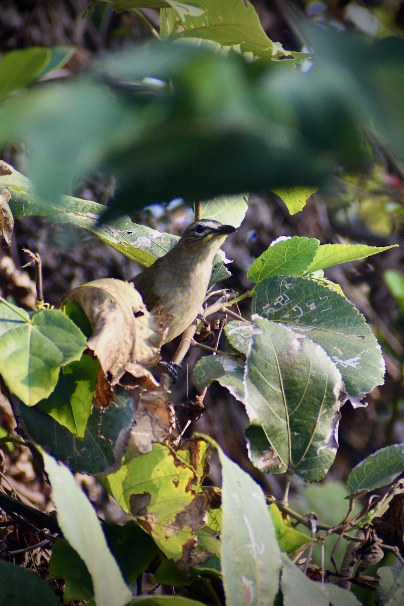 Ak Kaşlı Arapbülbülü - ML645706855