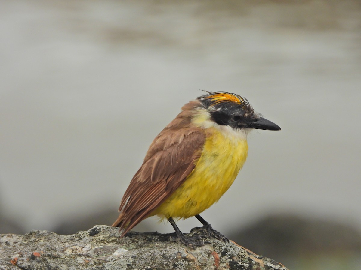 Büyük Kiskadi Tiranı - ML645706856