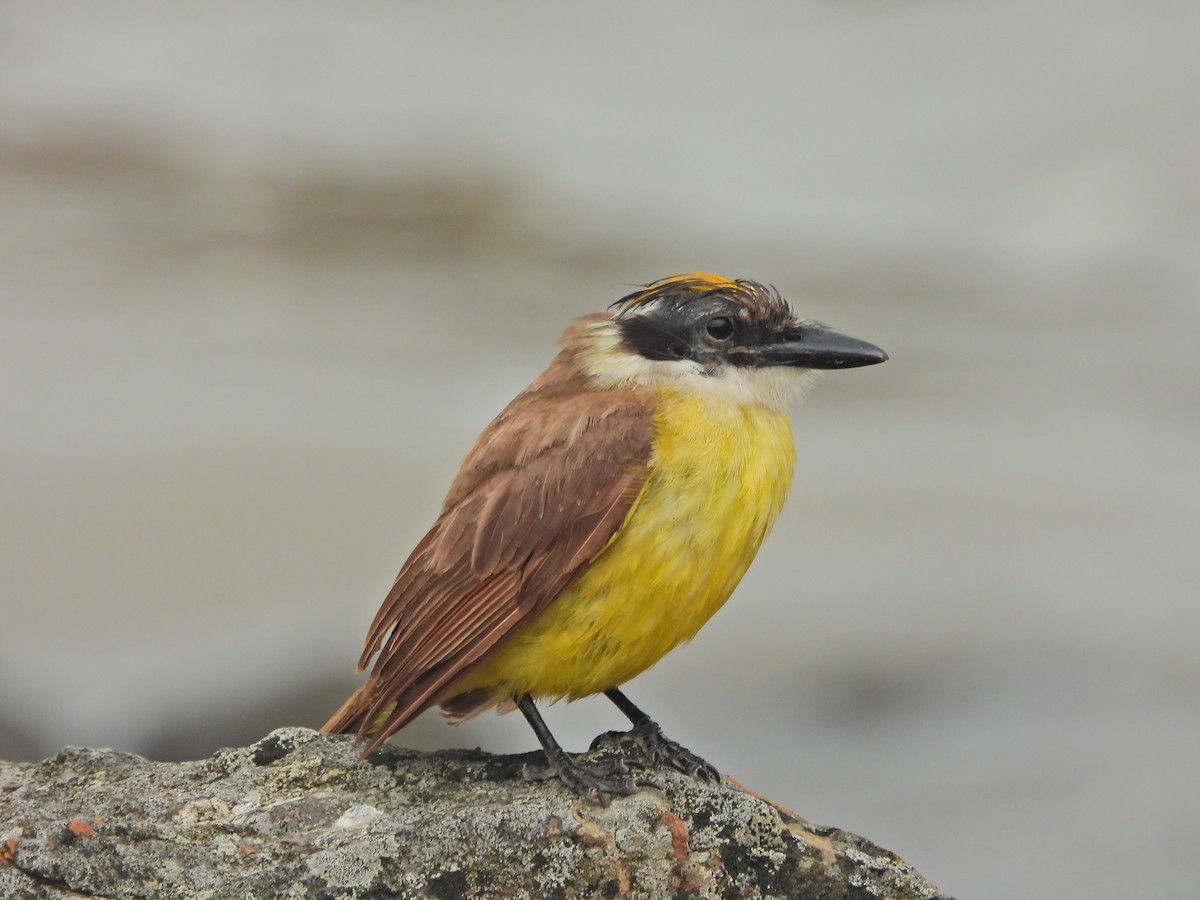 Büyük Kiskadi Tiranı - ML645706857