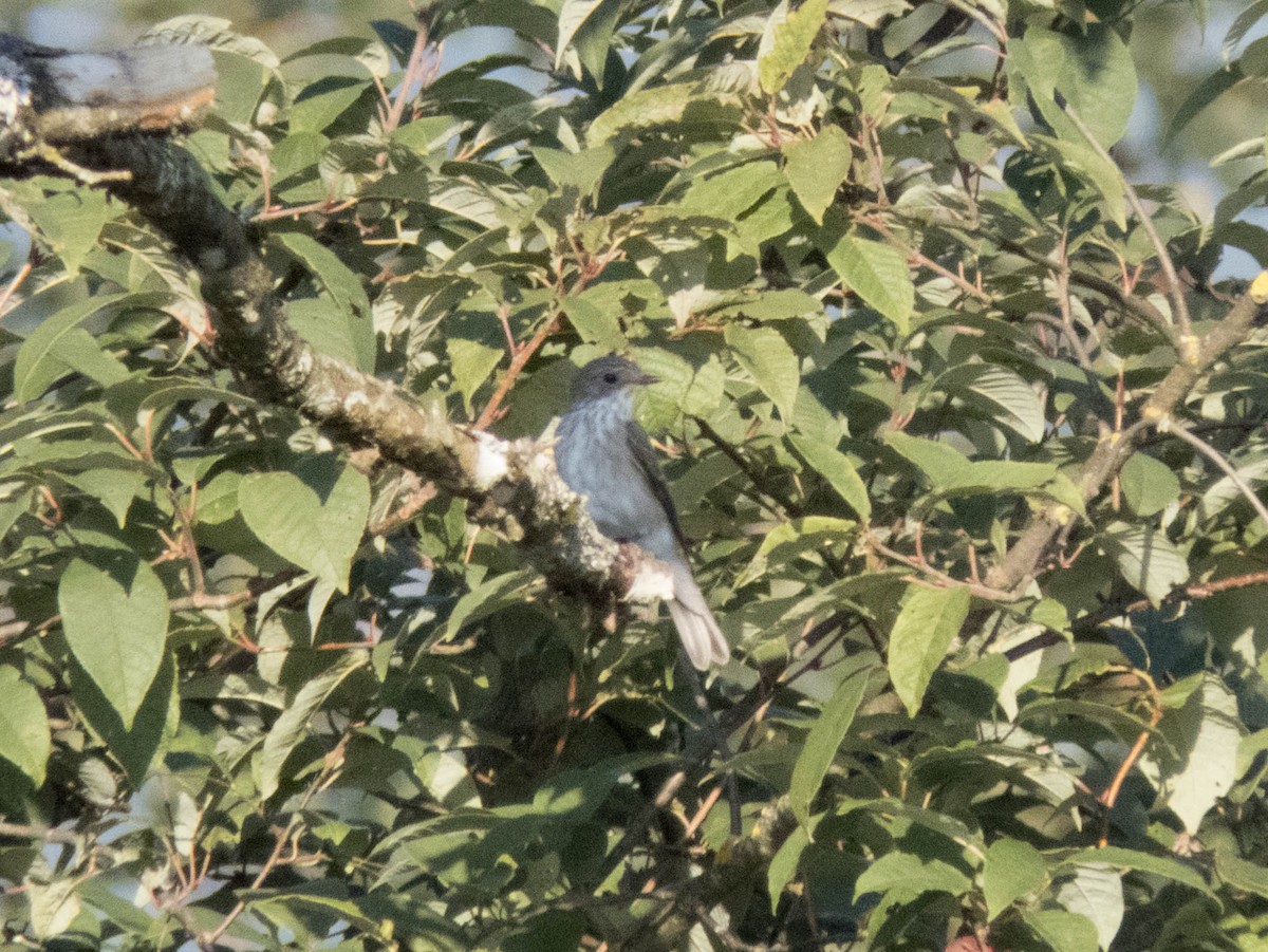 Benekli Sinekkapan - ML645706861